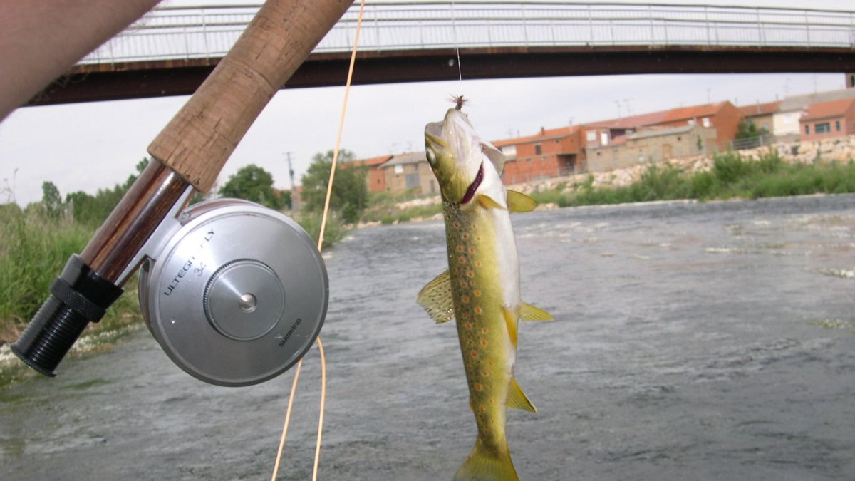 Trucha común del río Órbigo pescada a mosca seca en Santa Marina del rey.