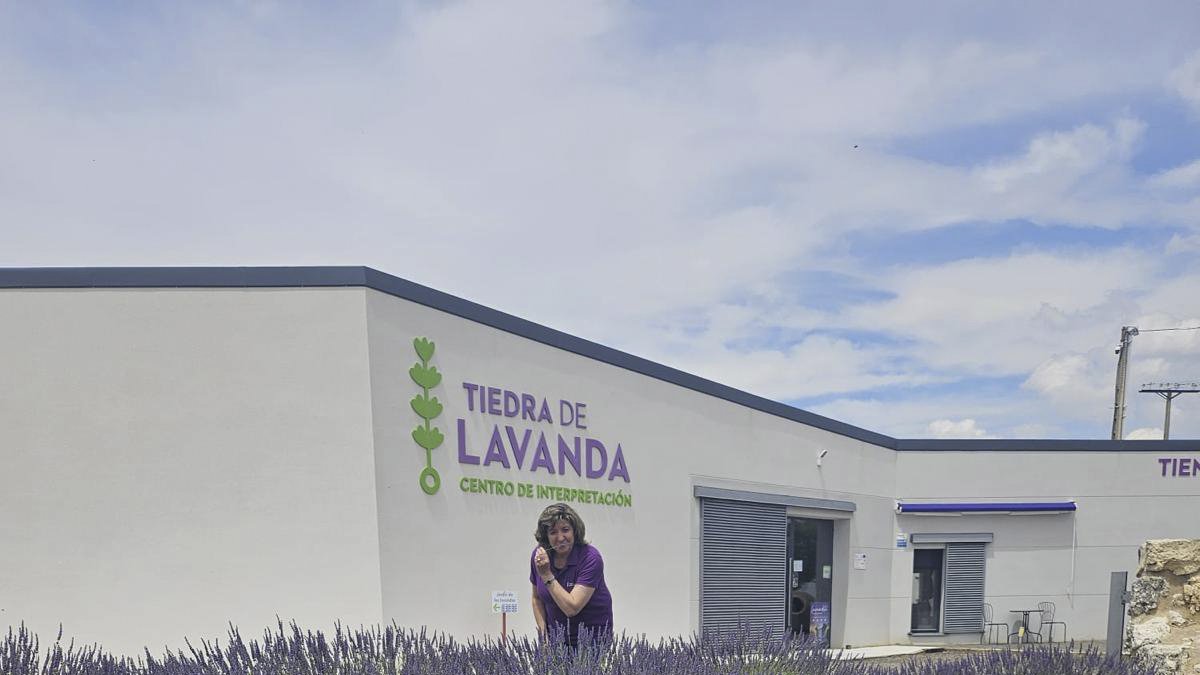 Campos de lavanda ubicados junto a la empresa 