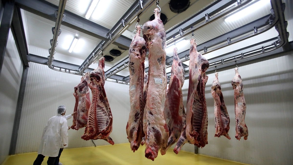 Chuletones de buey en diferentes periodos de curación en el matadero de la empresa de ganadería tradicional leonesa 'Valles del Esla'