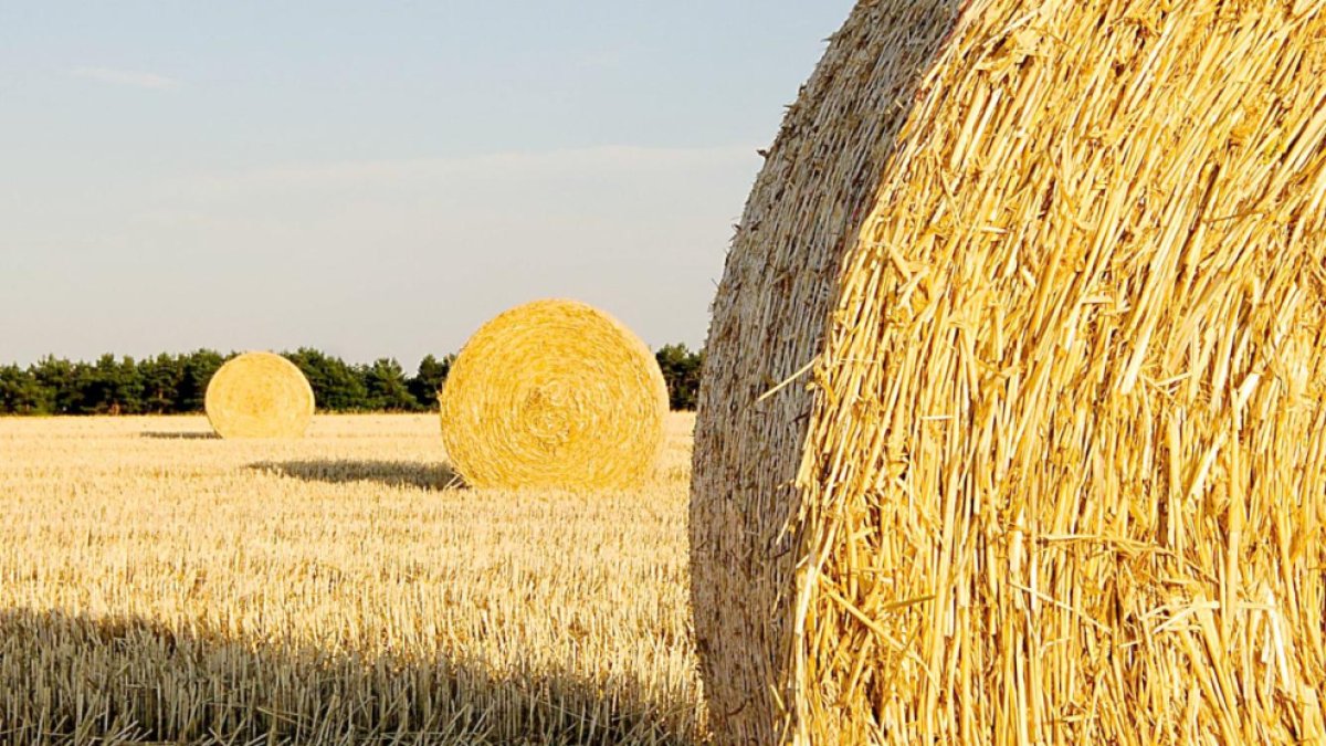 Un joven mira al horizonte en una explotación agrícola de cereal.