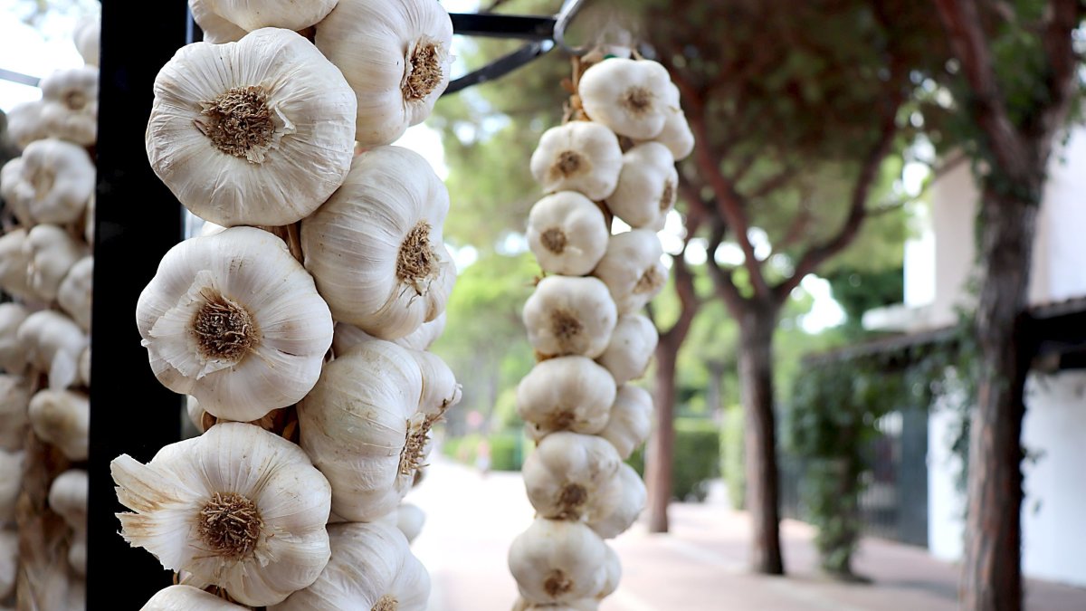 Ristras de ajo en el expositor de una feria tradicional del cultivo.