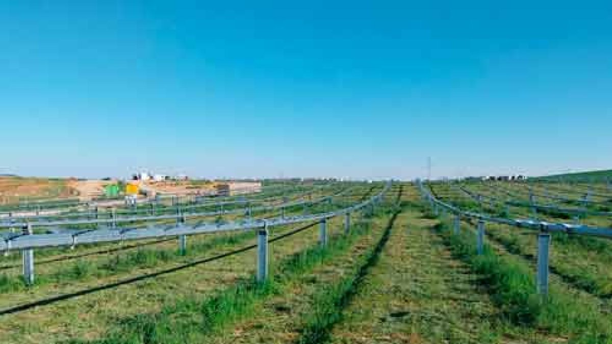 Plantación del proyecto fotovoltaico Erica