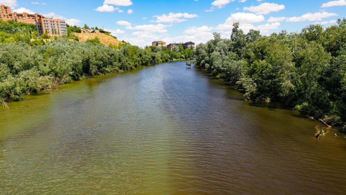 Las algas que oscurecen las aguas del Pisuerga