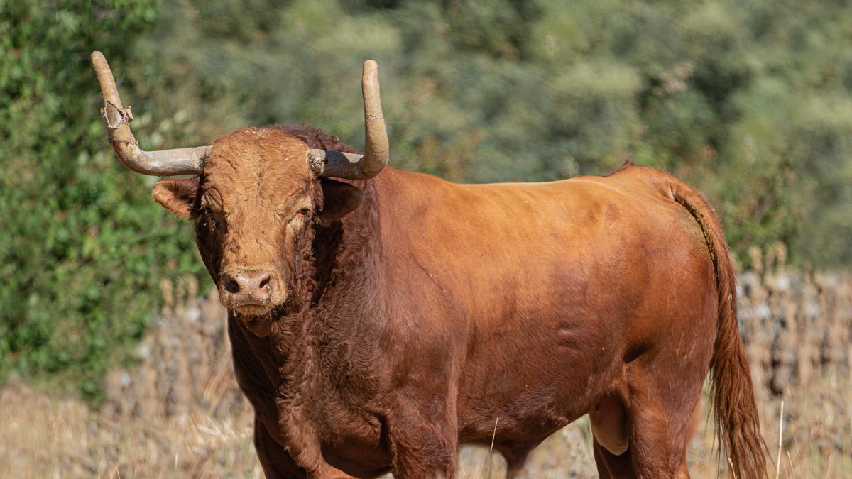 Portillo, Toro de la Vega 2024