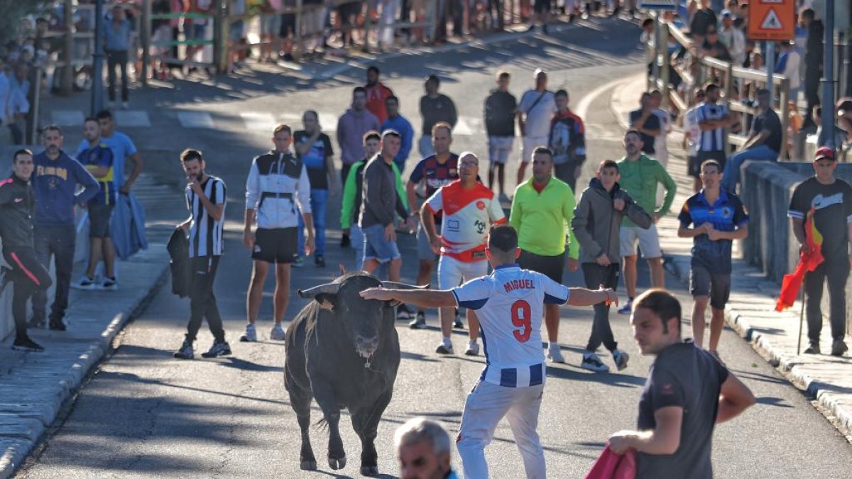 Segundo encierro de Tudela de Duero este viernes.