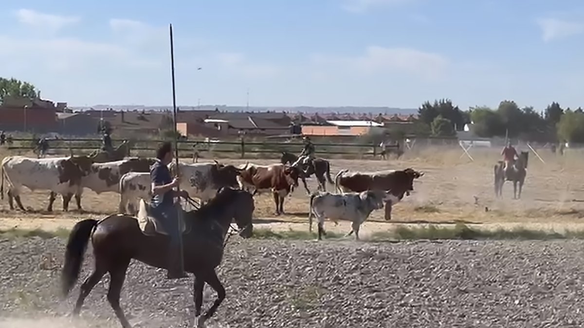 Momento del encierro mixto de Aldeamayor