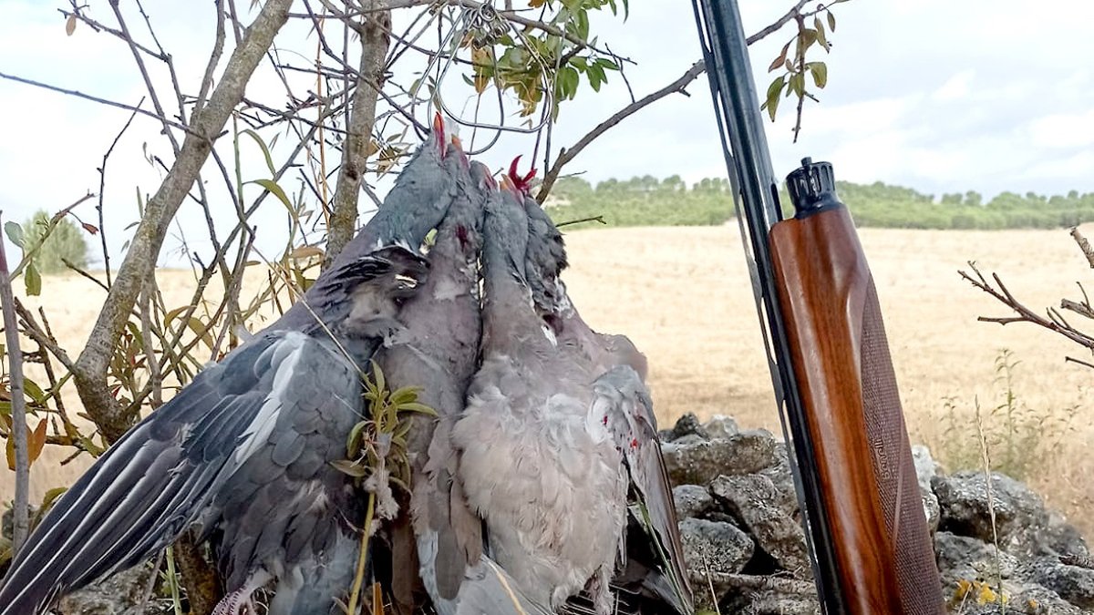 Puesto de espera de torcaces al paso