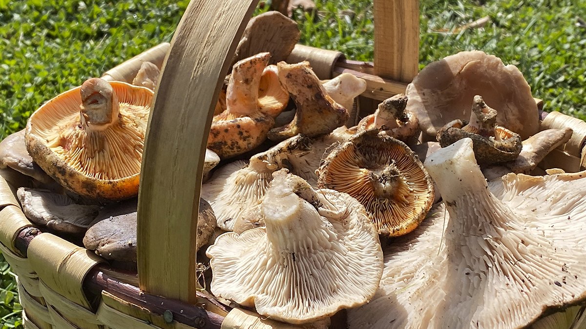 Recogida de setas de cardo y níscalos.