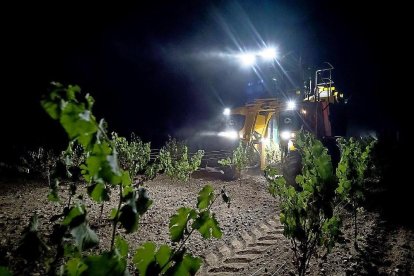 Una máquina cosechadora trabaja en la vendimia nocturna que caracteriza a la DO Rueda.-MIGUEL ÁNGEL SANTOS