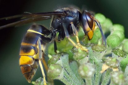 Ejemplar de avispa asiática.