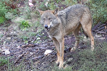 Un lobo en el Centro del Lobo Ibérico en la localidad de Robledo-Puebla de Sanabria (Zamora)