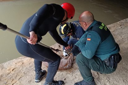 Rescate del corzo que había caído al canal de riego