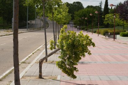 Árbol partido en la avenida Real Valladolid