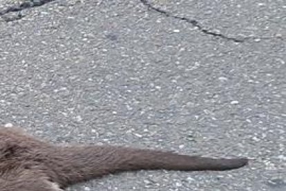 Nutria muerta en la Avenida de Gijón.