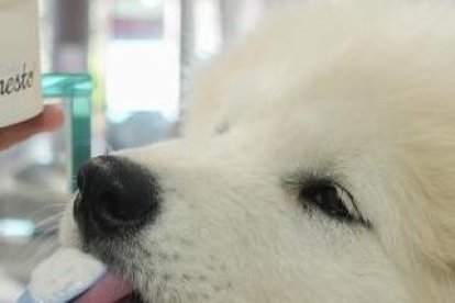 Un perro prueba uno de los helados de Gelati Ernesto