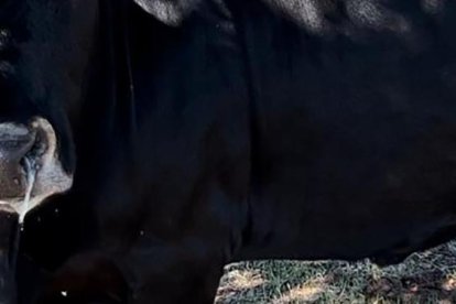 Una de las vacas de José María Manchado que ha pasado la EHE