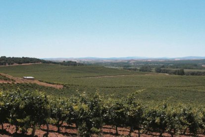 Viñedos de la Bodega Real Sitio de la Ventosilla-PradoRey. Gumiel del Mercado (Burgos)-Fernando Lázaro