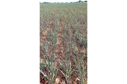 Aspecto que presenta una plantación de cereal-EL MUNDO