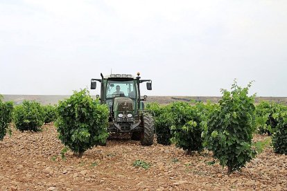 Un trabajador, en el viñedo de Padilla de Duero. E.M.