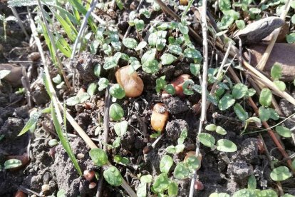 ‘Verónica’ es una de las malas hierbas que frecuentemente los agricultores se encuentran en los campos de Burgos.-ECB