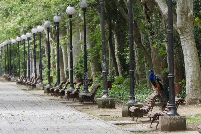 Un pavo real en uno de los bancos del paseo central del Campo Grande de Valladolid, el pulmón verde de la ciudad. J. M. LOSTAU