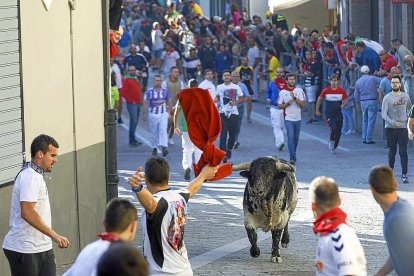 Un mozo citando al toro de la ganadería Condessa de Sobral en el cuarto encierro de Cuéllar.-ICAL