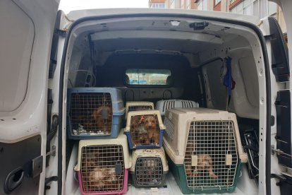 Detectado un criadero ilegal de perros de raza Yorkshire con 52 animales en Valladolid.- P.L.