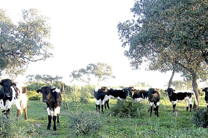 Un rebaño de vacas pasta en el monte en una explotación ganadera en régimen extensivo. mapa.- E.M