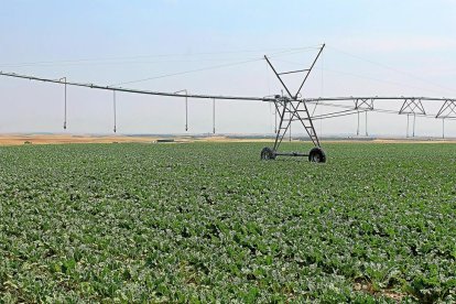 Campo de cultivo de remolacha en la zona de Tordesillas (Valladolid) regada con medidas de eficiencia energética y renovables.-m.c.