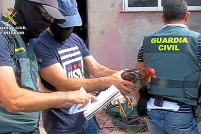 Agentes del Seprona rescatan un gallo durante la redada en Tordesillas. A la derecha, el reñidero.-GUARDIA CIVIL