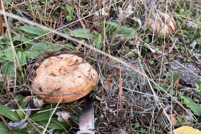 Otoño micológico. Recogida de setas de cardo y níscalos. -ICAL