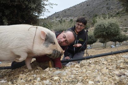 Javier López y Feli Sánchez Espuelas con Bulla, su cerda vietnamita, en su plantación de Ocenilla. / HDS