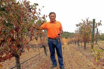 Félix Antonio González posa en la viña con una copa de tinto en la mano, un día del pasado otoño.-J.C.L.