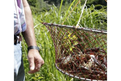 Un aficionado a la pesca de cangrejos muestra en el retel los ejemplares capturados en las aguas de la provincia soriana.-LUIS ÁNGEL TEJEDOR