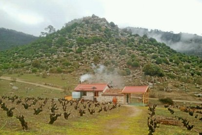 Vista de una viña recién podada, situada a 1.000 metros de altitud, en una ladera del sistema Central.-E. M.