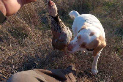 Una perdiz recién abatida y cobrada por el perro en un coto de Castilla y León. /  LDF