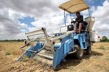 Recogida de garbanzos en los terrenos del Instituto Tecnológico Agrario de Castilla y León (Itacyl). | M. Chacón / ICAL