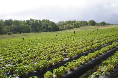 Una plantación agraria en una imagen de archivo.- E.M.