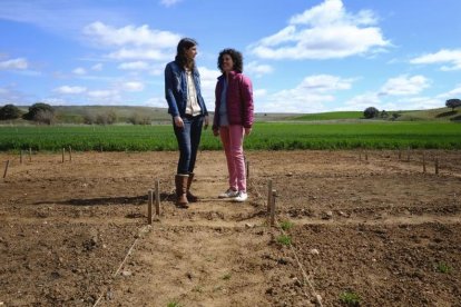 Raquel Arroyo, ingeniera agrónoma responsable de la finca experimental Muñovela y Maria del Mar Siles, directora del Irnasa, en los campos de ensayo del IRNASA.-ENRIQUE CARRASCAL