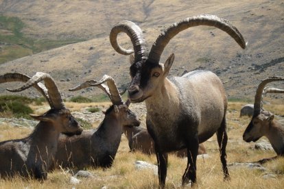 Un grupo de machos monteses de la R.R.C. de Gredos. Leonardo de la Fuente.