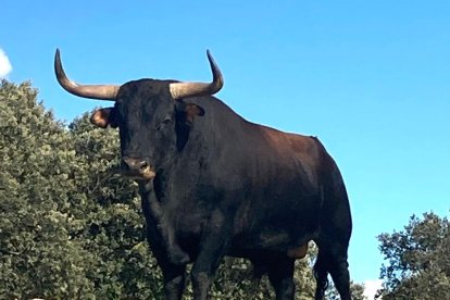 'Mirabajo', el nuevo astado elegido para el Toro de Vega.-D.V.