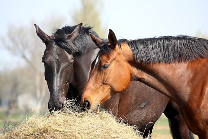 Black and chestnut horses eating hay