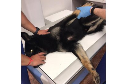 Un perro durante una radiografía, imagen de archivo