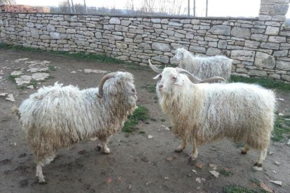 ‘Tristán’ y ‘Galindo’, a la derecha, los dos machos adultos del rebaño en la explotación de Óscar Alonso localizada en Revilla de Pomar (Palencia).-E. M.