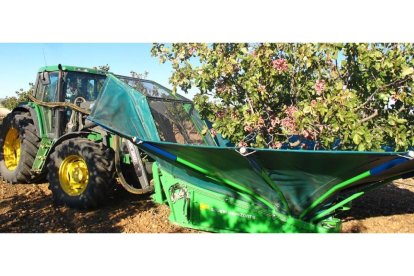 Un trabajador en plena campaña de recogida de pistachos en la provincia de Zamora.-E. M.