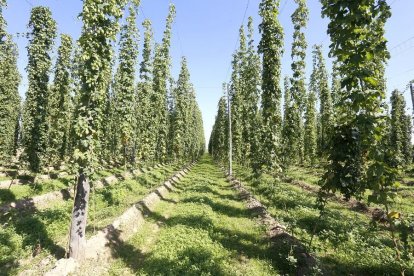 Imagen de archivo de una plantación de lúpulo en la provincia de León, que aglutina el 98% de la producción nacional.-ICAL