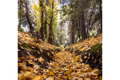 Castilla y León ofrece rutas y planes para disfrutar del espectáculo de la naturaleza en esta época del año. -E.M.