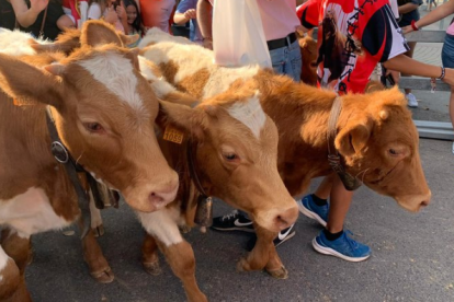 Encierros infantiles de Medina del Campo.- E.M: