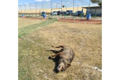 Imágenes del lobo encontrado muerto en Zaratán, Valladolid. - E. M.