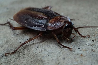 cockroach-70295_1280